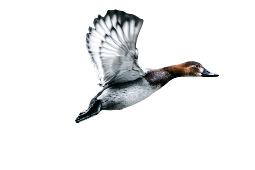 Duck png file, animal free download (frefile com) 4