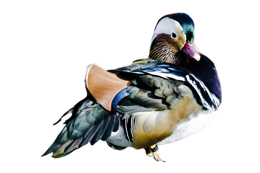 Duck png file, animal free download (frefile com) 5