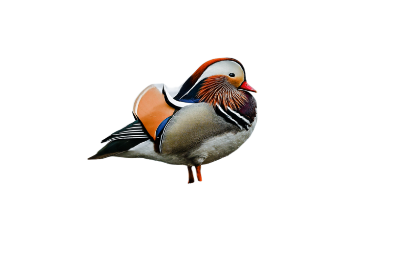 Duck png file, animal free download (frefile com) 10