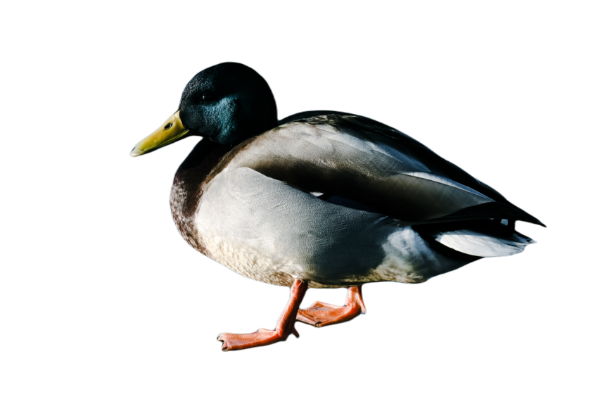 Duck png file, animal free download (frefile com) 12