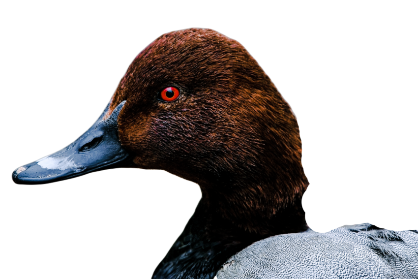 Duck png file, animal free download (frefile com) 14