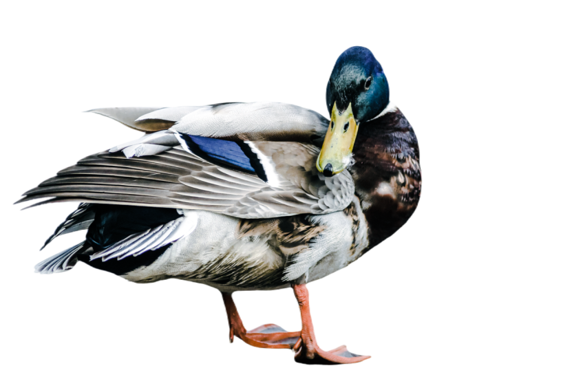 Duck png file, animal free download (frefile com) 18
