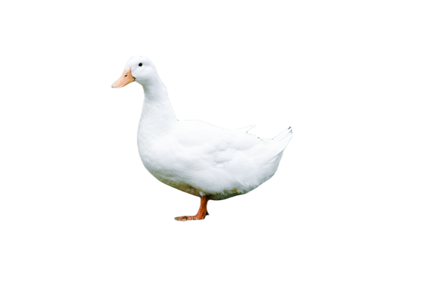 Duck png file, animal free download (frefile com) 21