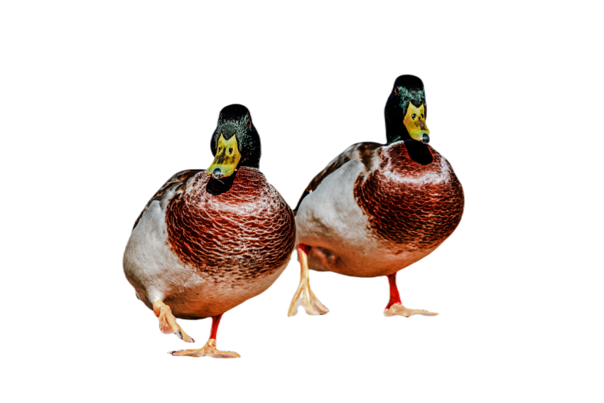 Duck png file, animal free download (frefile com) 26