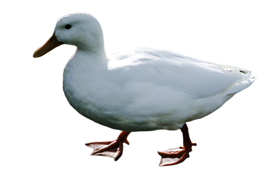 Duck png file, animal free download (frefile com) 27