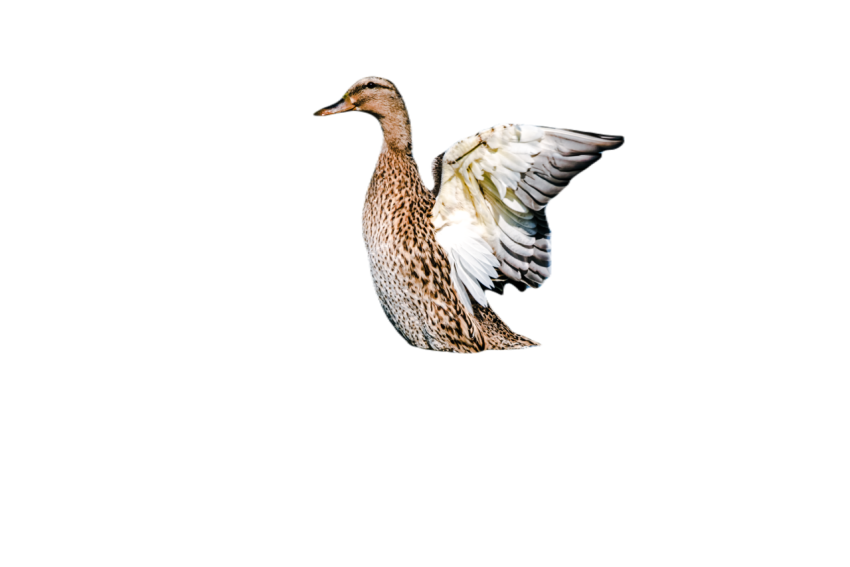 Duck png file, animal free download (frefile com) 28