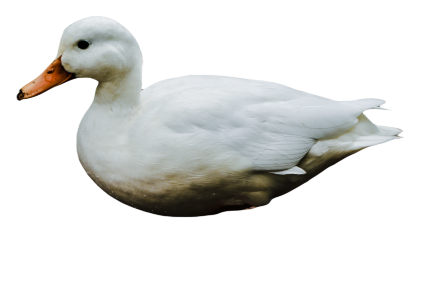 Duck png file, animal free download (frefile com) 29