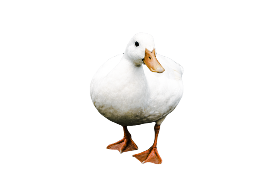 Duck png file, animal free download (frefile com) 31