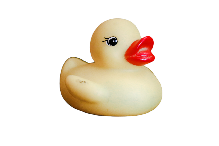 Duck png file, animal free download (frefile com) 32