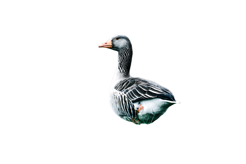 Duck png file, animal free download (frefile com) 34