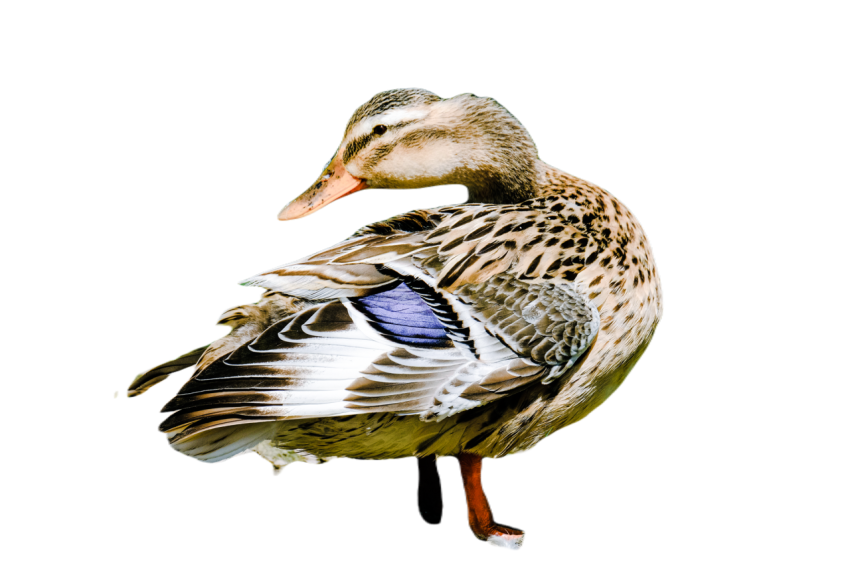 Duck png file, animal free download (frefile com) 35