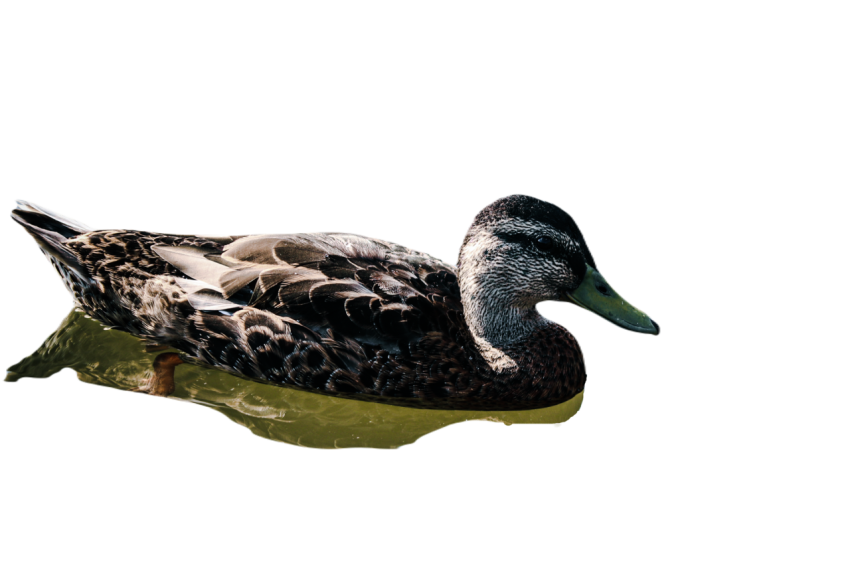 Duck png file, animal free download (frefile com) 37