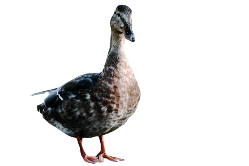 Duck png file, animal free download (frefile com) 39