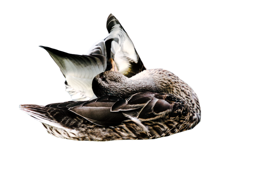 Duck png file, animal free download (frefile com) 40