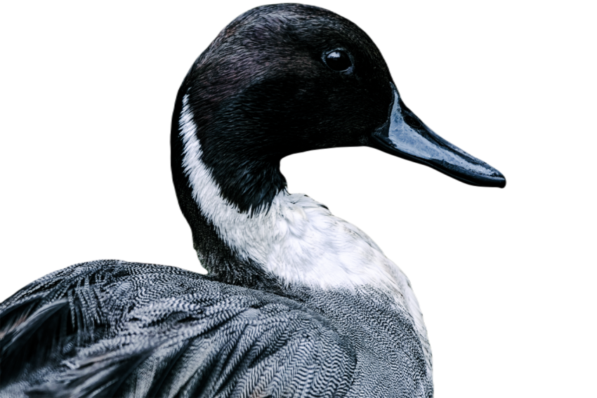 Duck png file, animal free download (frefile com) 42