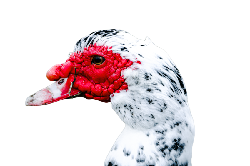 Duck png file, animal free download (frefile com) 44