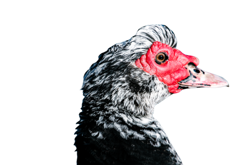Duck png file, animal free download (frefile com) 45