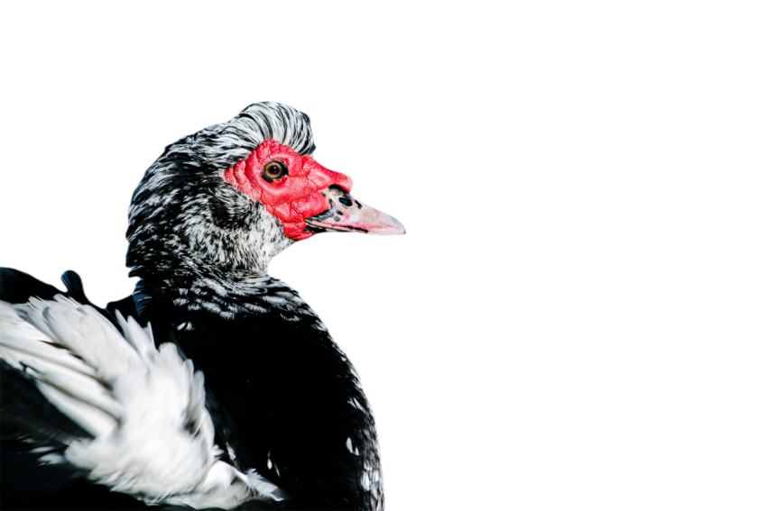 Duck png file, animal free download (frefile com) 47