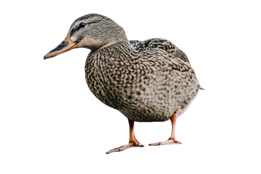 Duck png file, animal free download (frefile com) 50