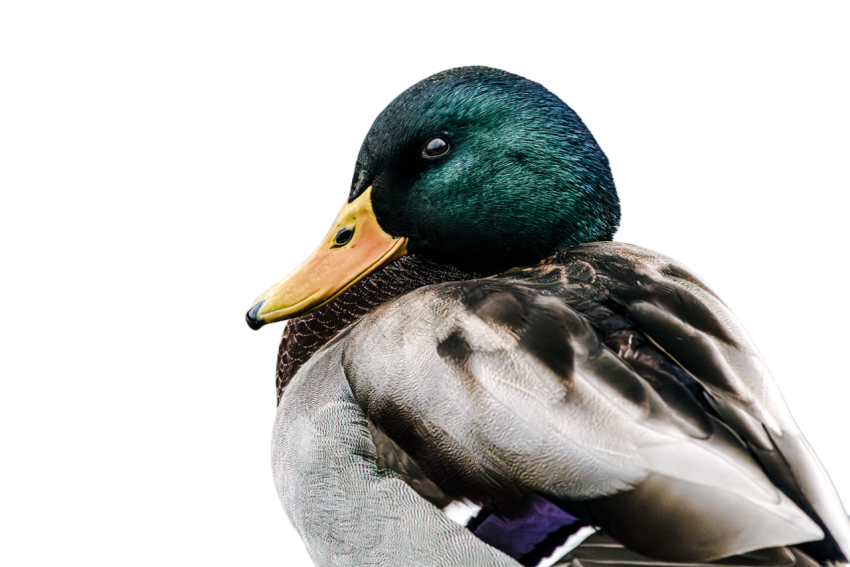 Duck png file, animal free download (frefile com) 49
