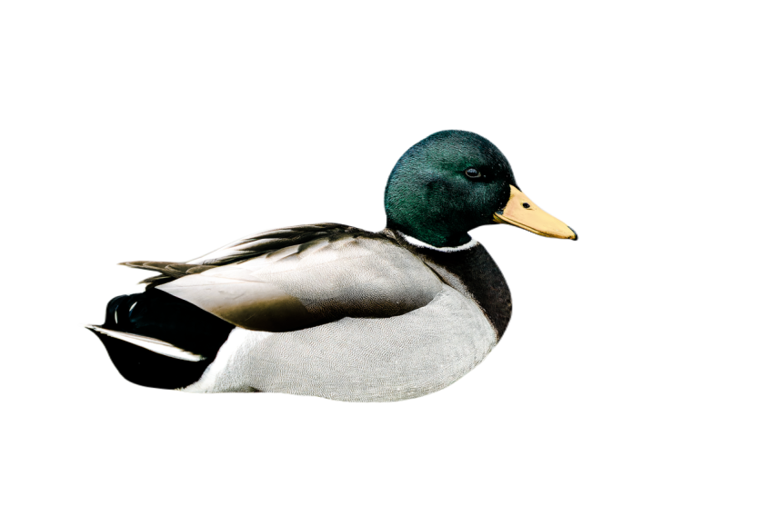 Duck png file, animal free download (frefile com) 51