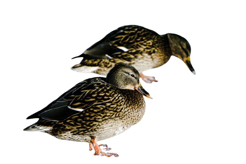 Duck png file, animal free download (frefile com) 52