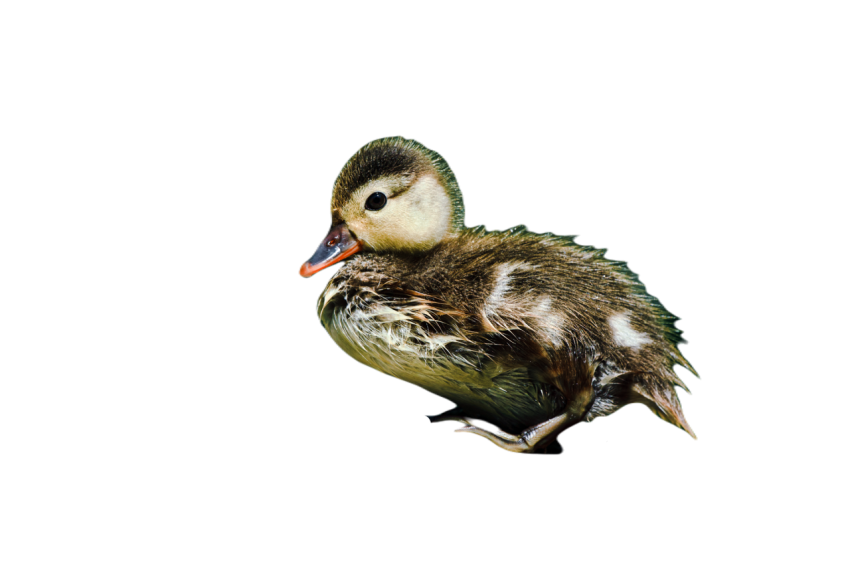 Duck png file, animal free download (frefile com) 55