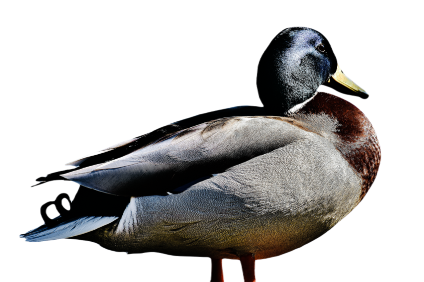 Duck png file, animal free download (frefile com) 57