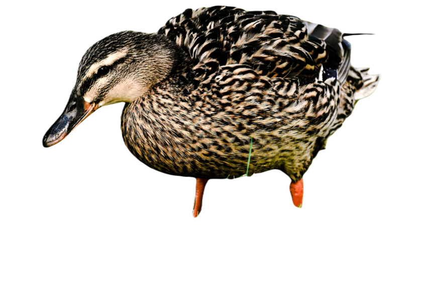 Duck png file, animal free download (frefile com) 58