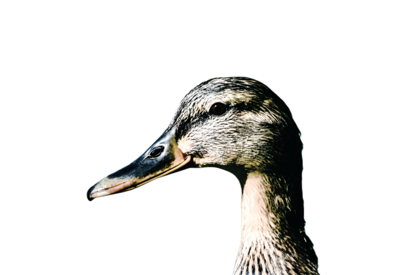 Duck png file, animal free download (frefile com) 63