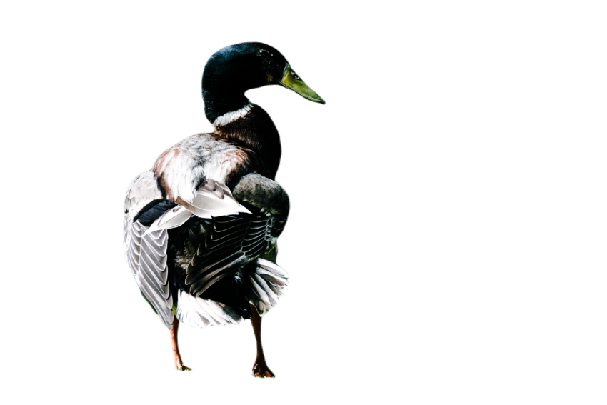 Duck png file, animal free download (frefile com) 64