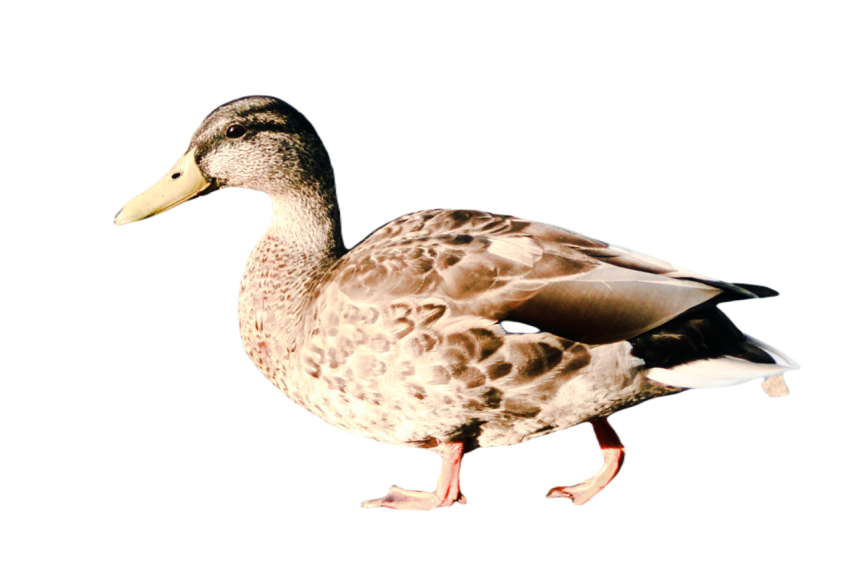 Duck png file, animal free download (frefile com) 65
