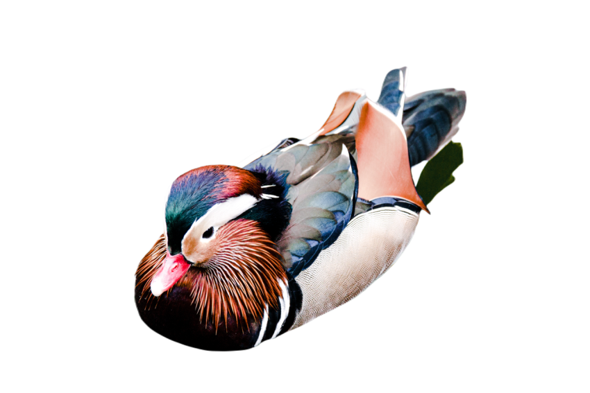 Duck png file, animal free download (frefile com) 69