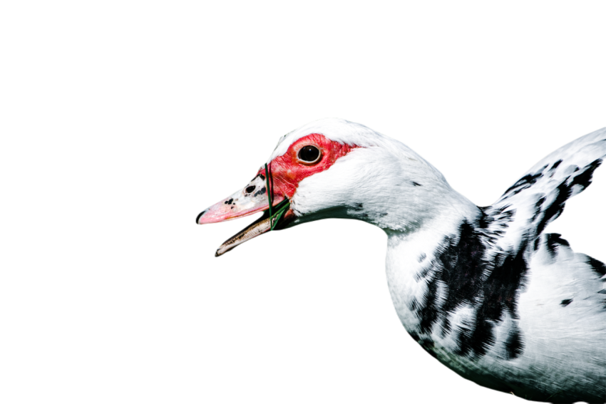 Duck png file, animal free download (frefile com) 73