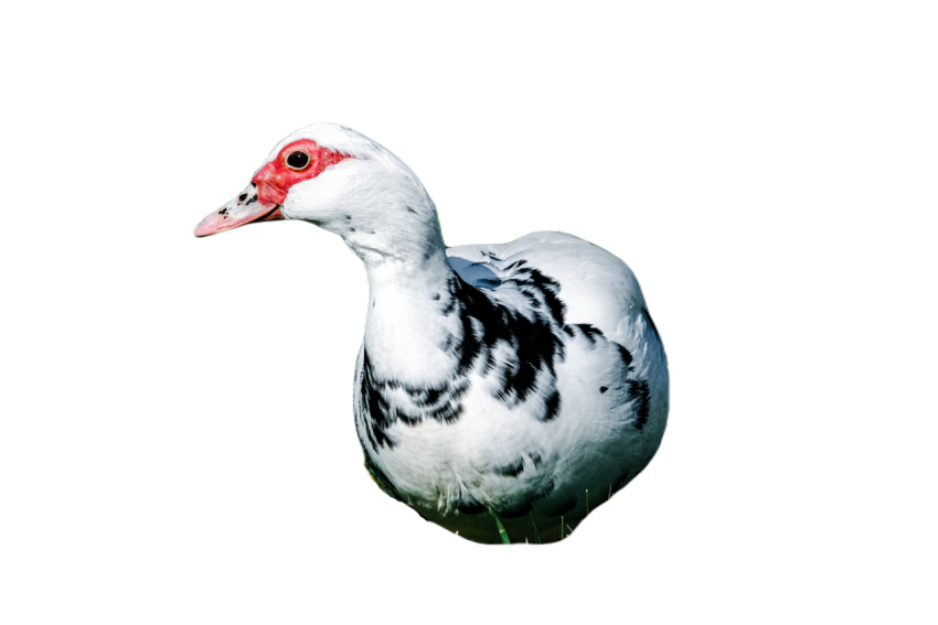 Duck png file, animal free download (frefile com) 74