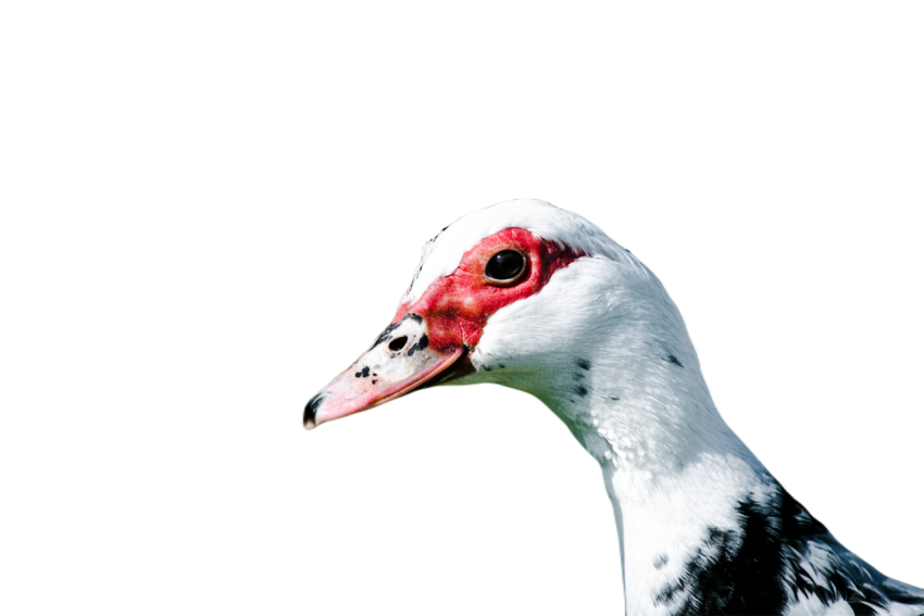 Duck png file, animal free download (frefile com) 75