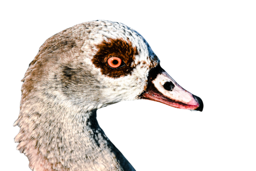 Duck png file, animal free download (frefile com) 76