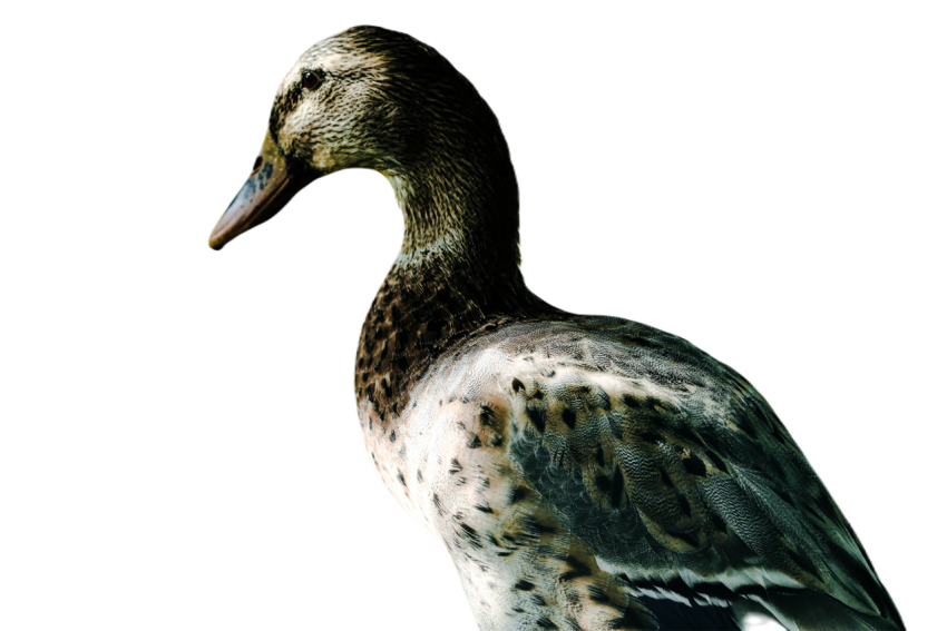 Duck png file, animal free download (frefile com) 77