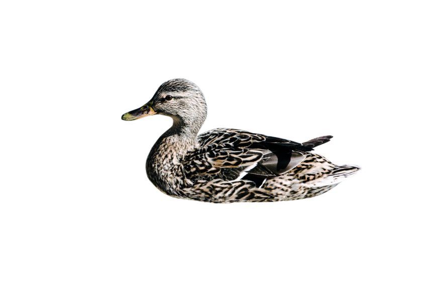 Duck png file, animal free download (frefile com) 80