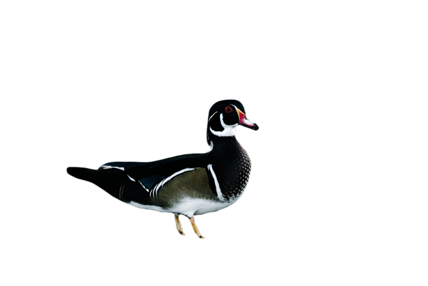 Duck png file, animal free download (frefile com) 83