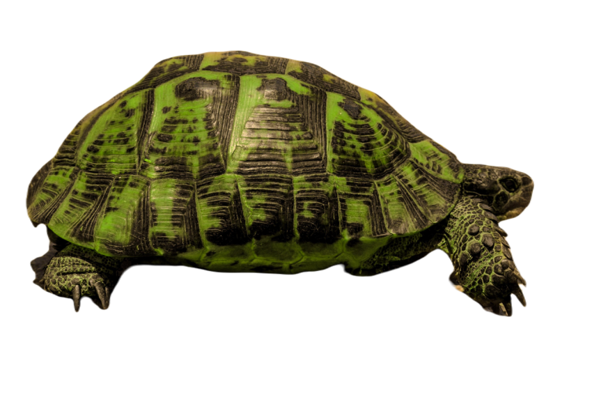 Gopher tortoise 6579130