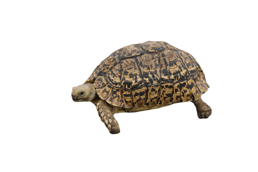 Leopard tortoise 1319899