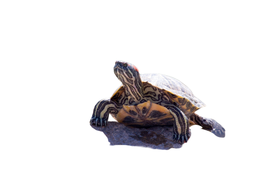 Reptile 3241776