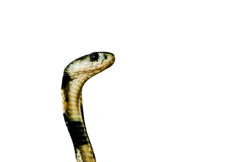 Snake png file free download (frefile com) 2