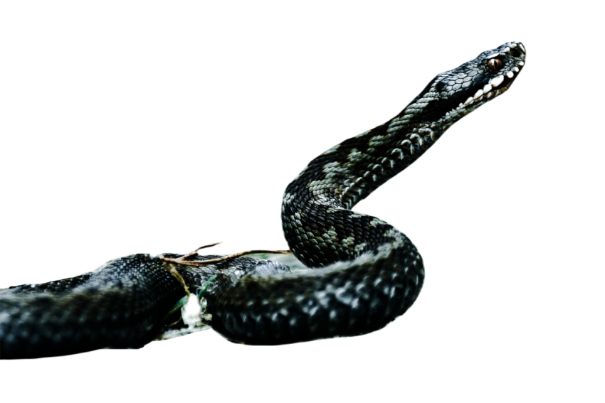 Snake png file free download (frefile com) 13