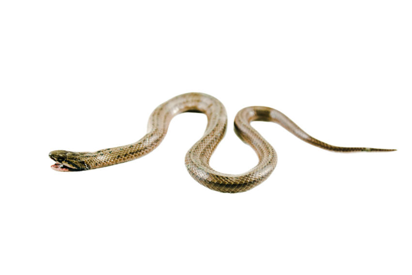 Snake png file free download (frefile com) 28