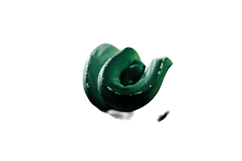 Snake png file free download (frefile com) 39