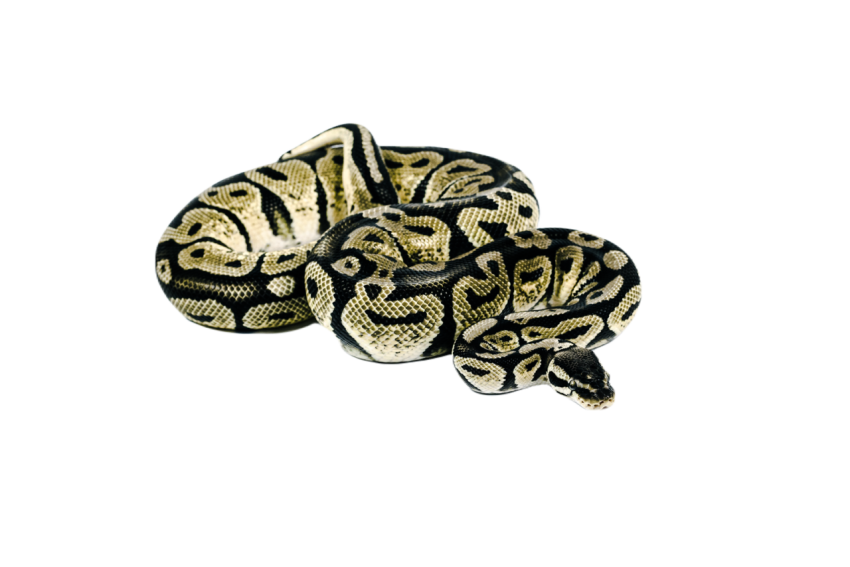Snake png file free download (frefile com) 38