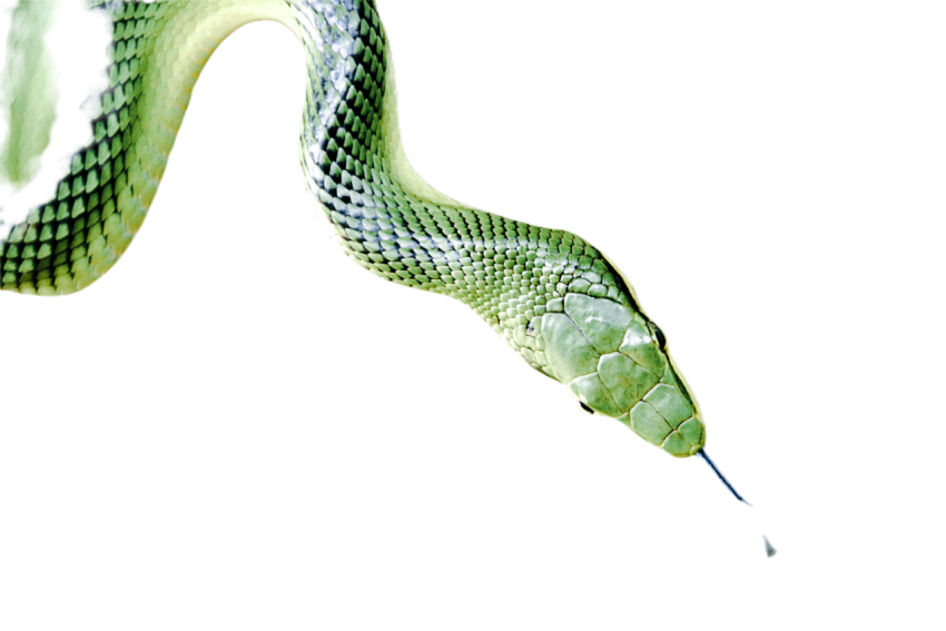 Snake png file free download (frefile com) 45
