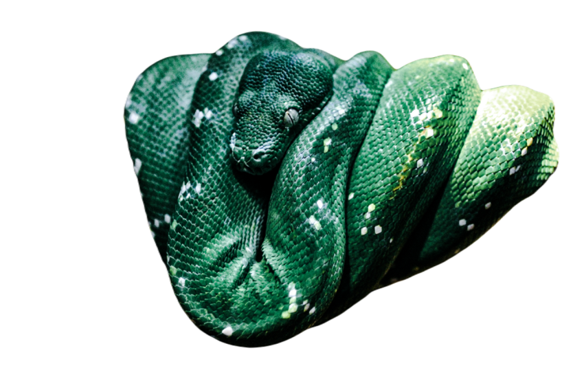 Snake png file free download (frefile com) 47